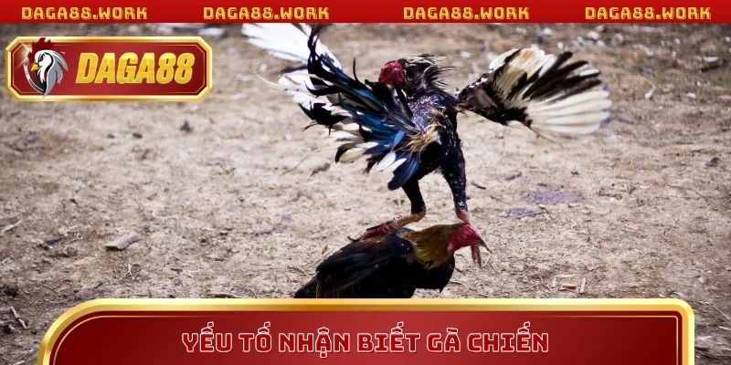 Yếu tố nhận biết gà chiến DAGA88